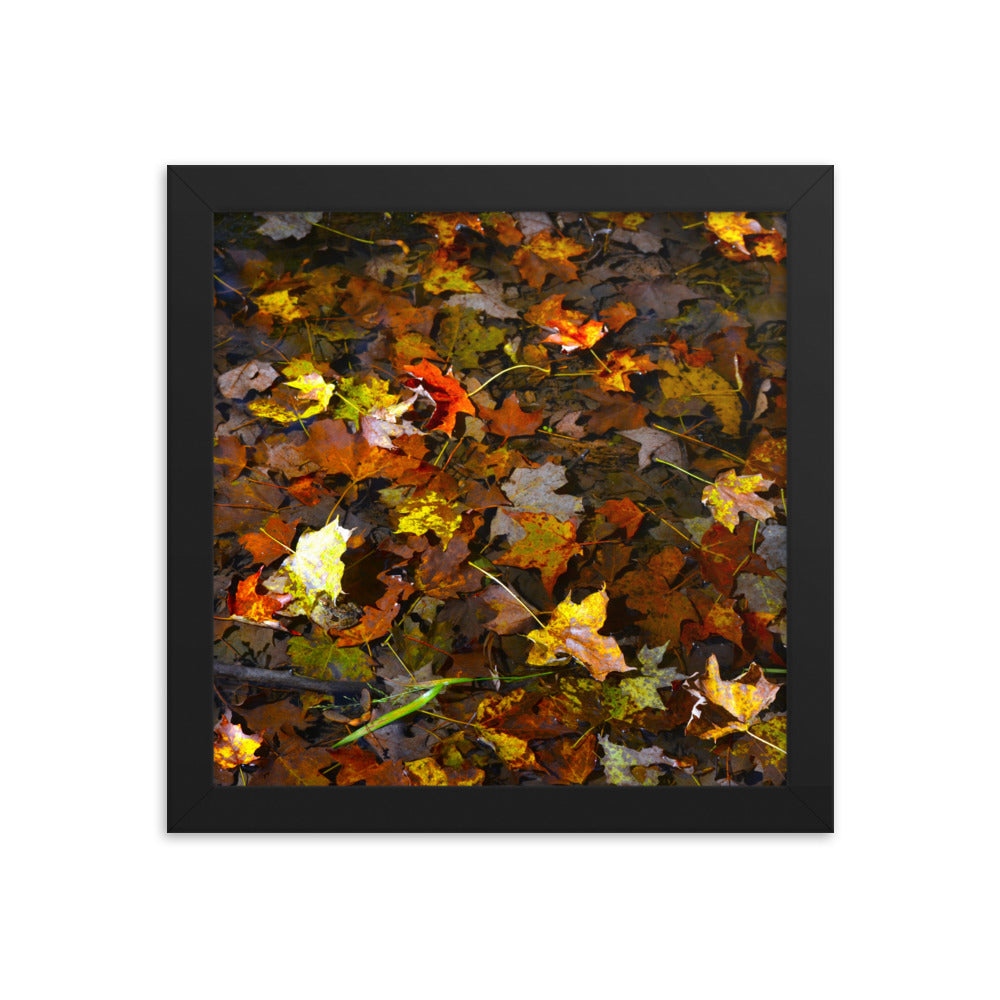 Fall Leaves 1