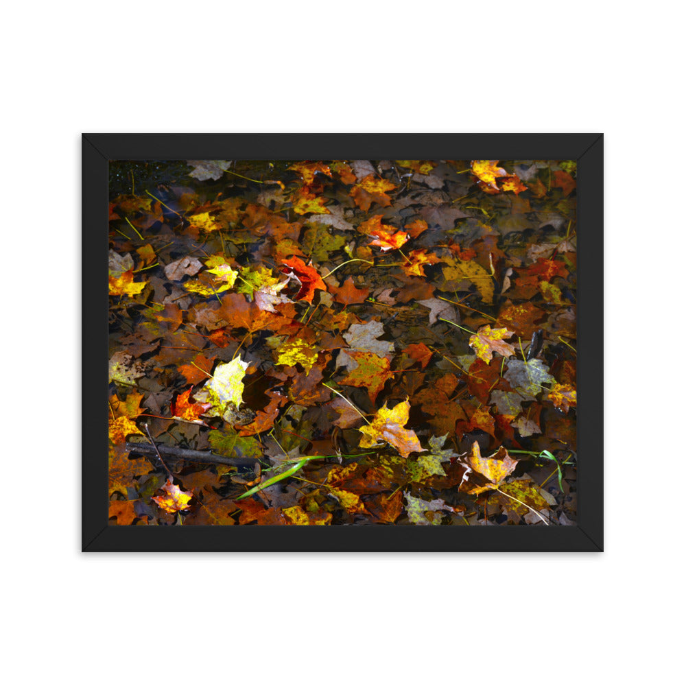 Fall Leaves 1