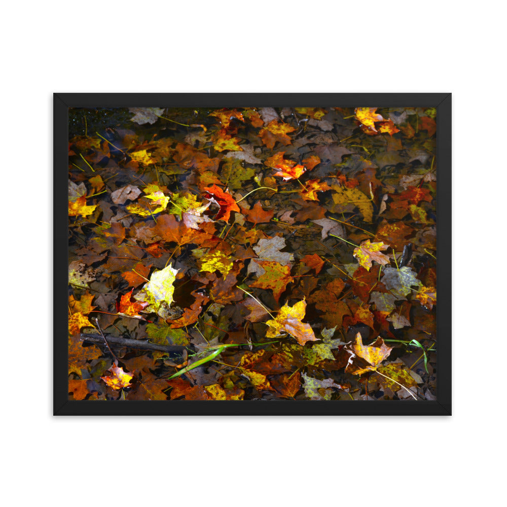 Fall Leaves 1