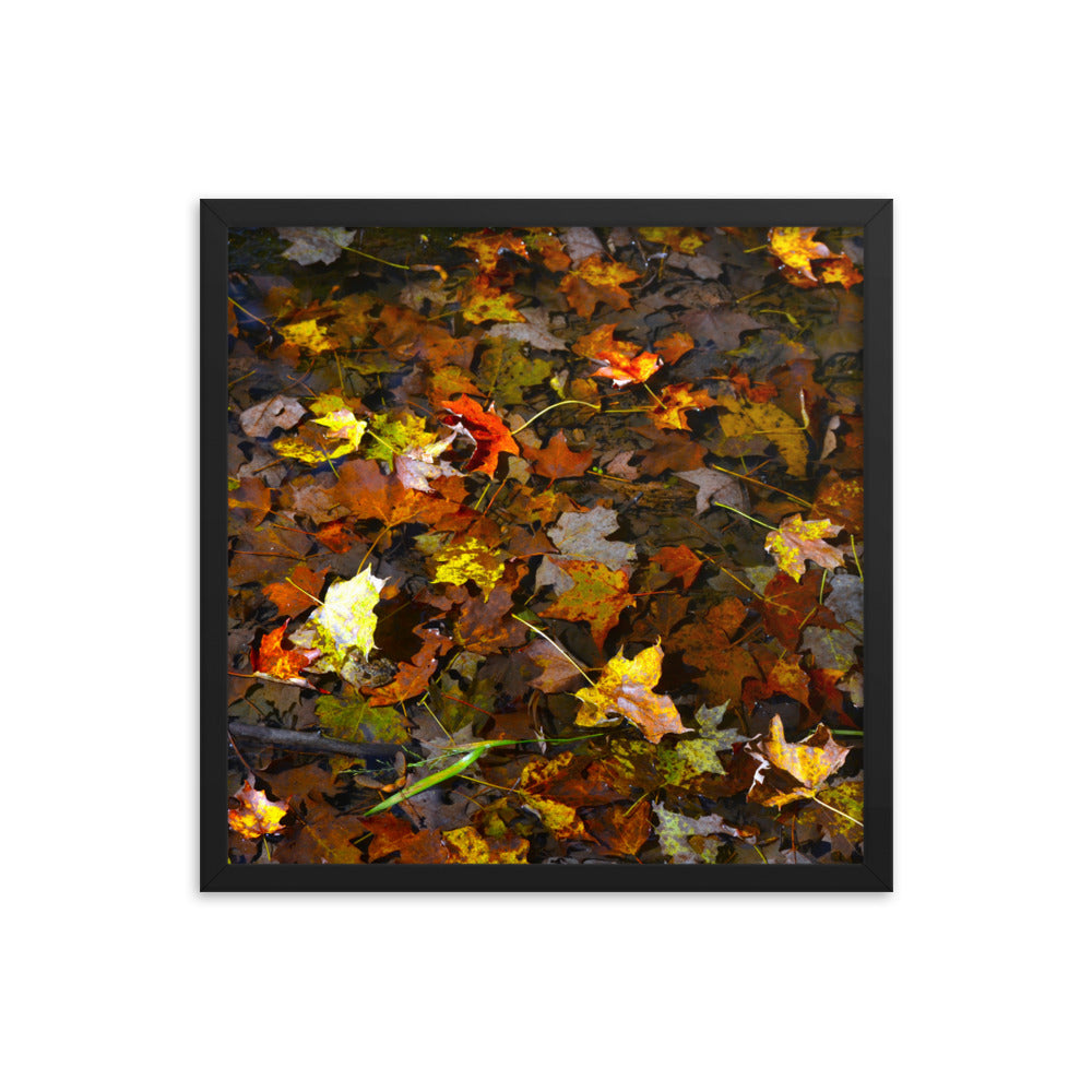 Fall Leaves 1