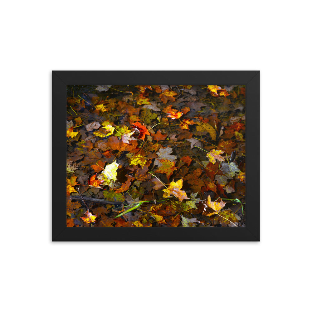 Fall Leaves 1
