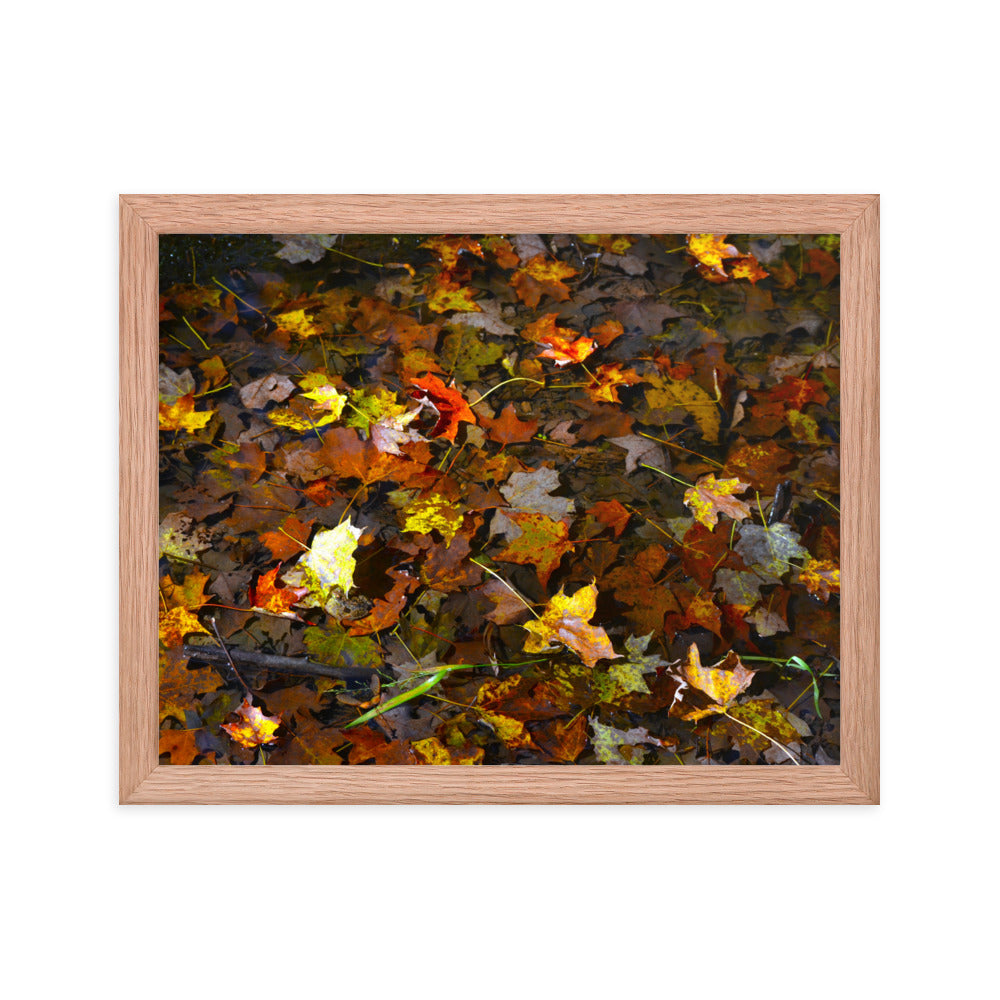 Fall Leaves 1