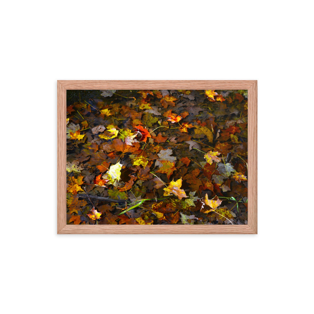 Fall Leaves 1