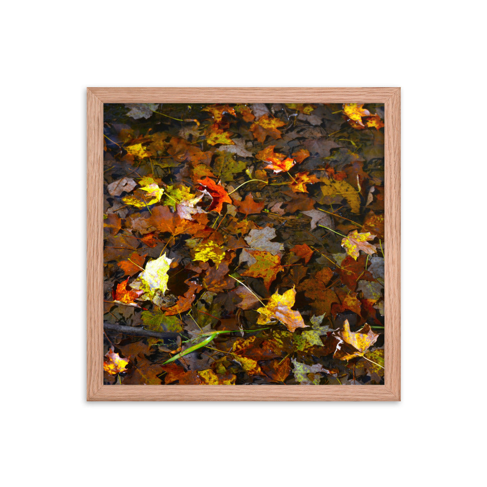 Fall Leaves 1