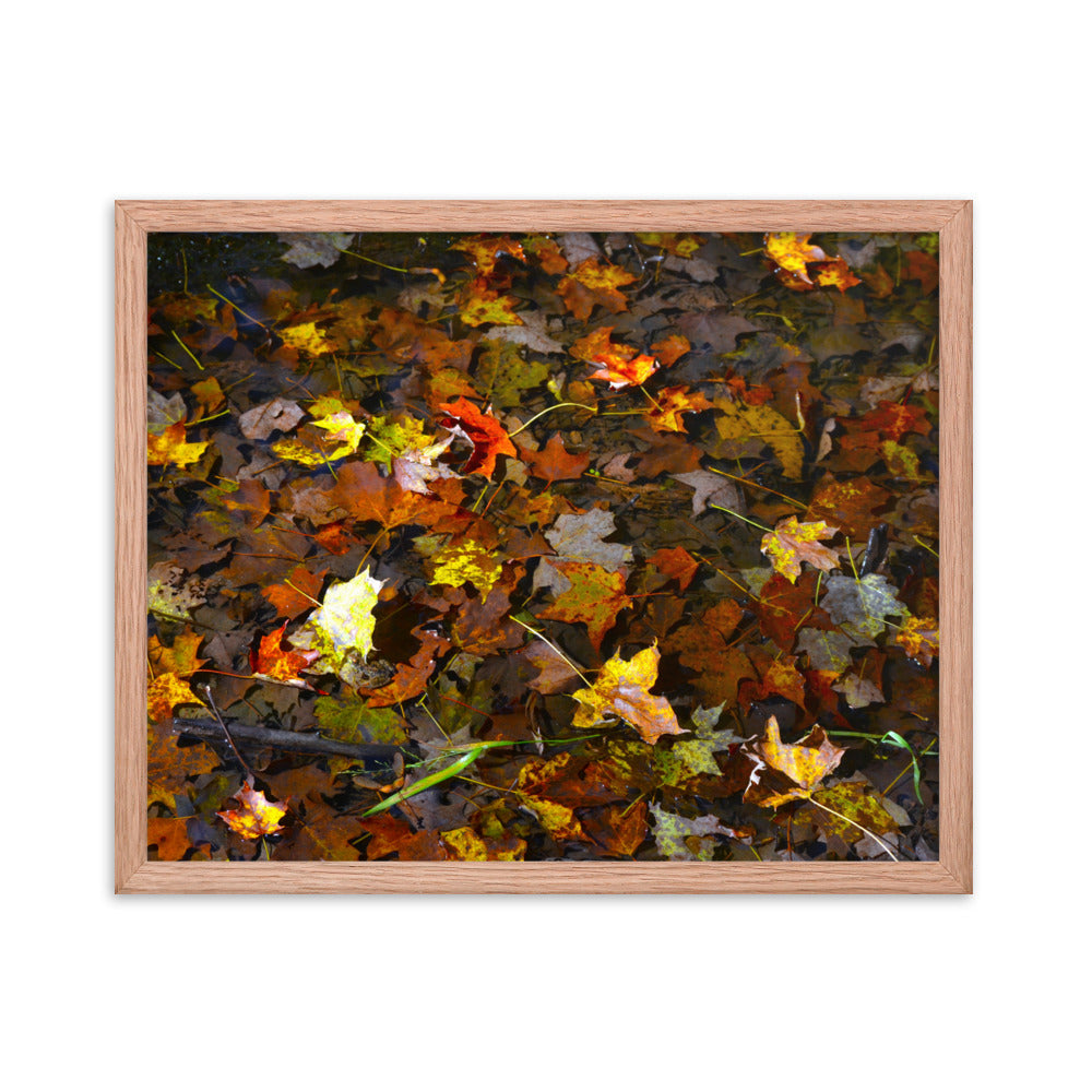 Fall Leaves 1