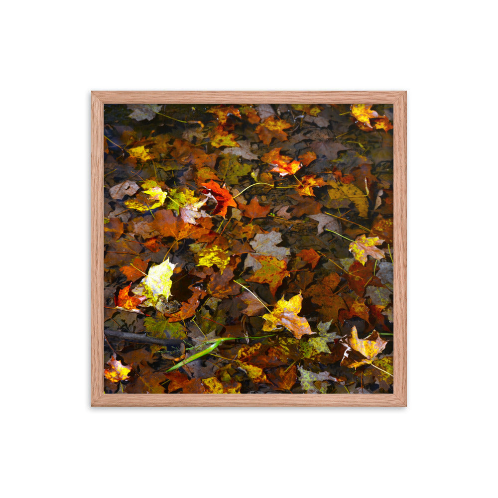 Fall Leaves 1