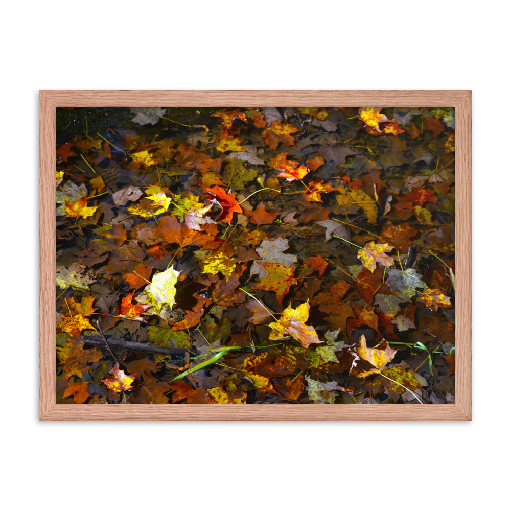 Fall Leaves 1