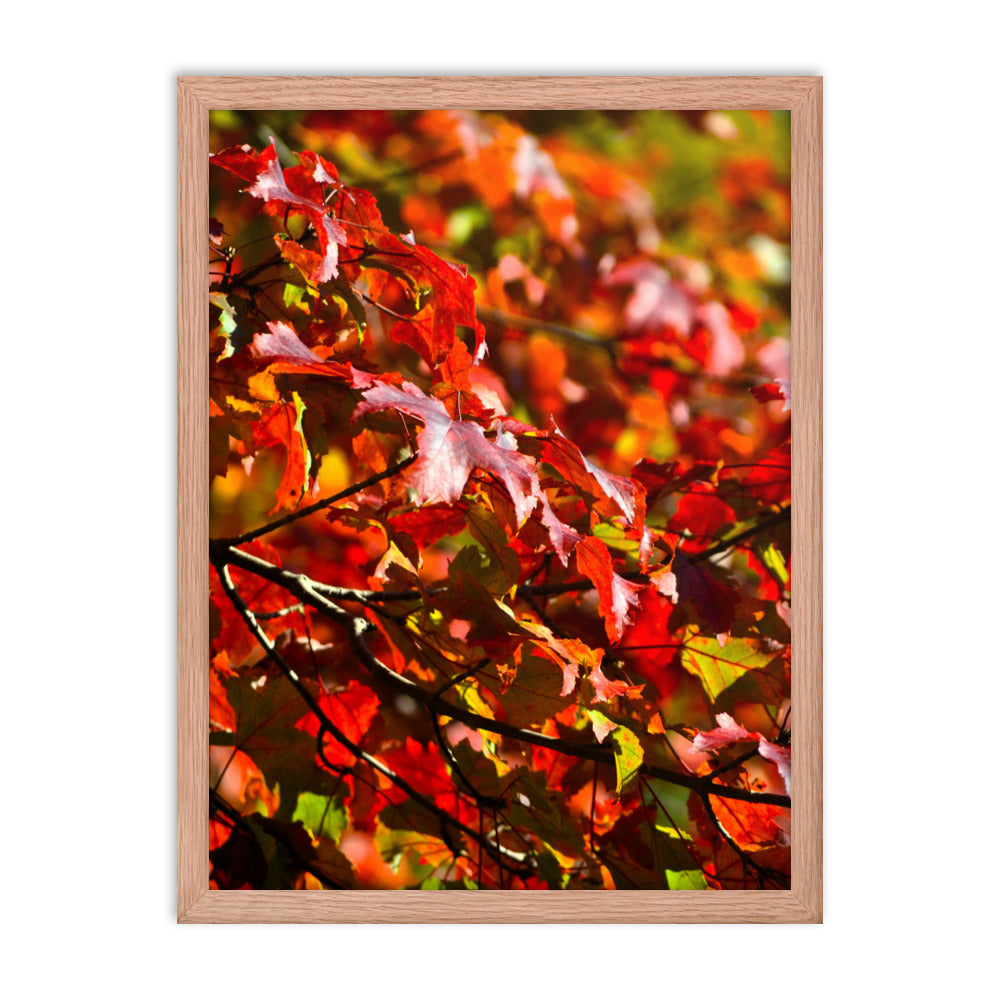 Crimson Leaves