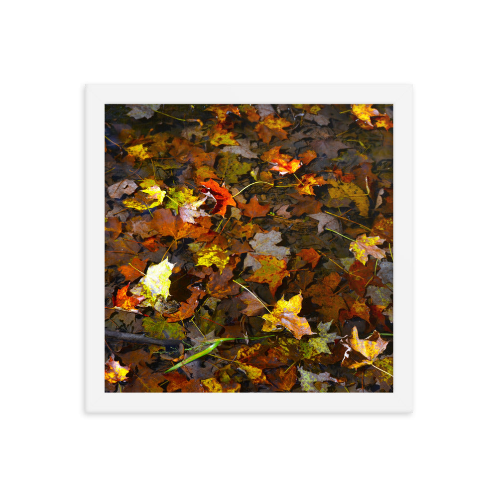 Fall Leaves 1