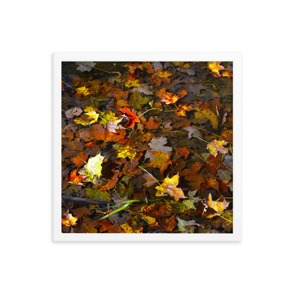 Fall Leaves 1