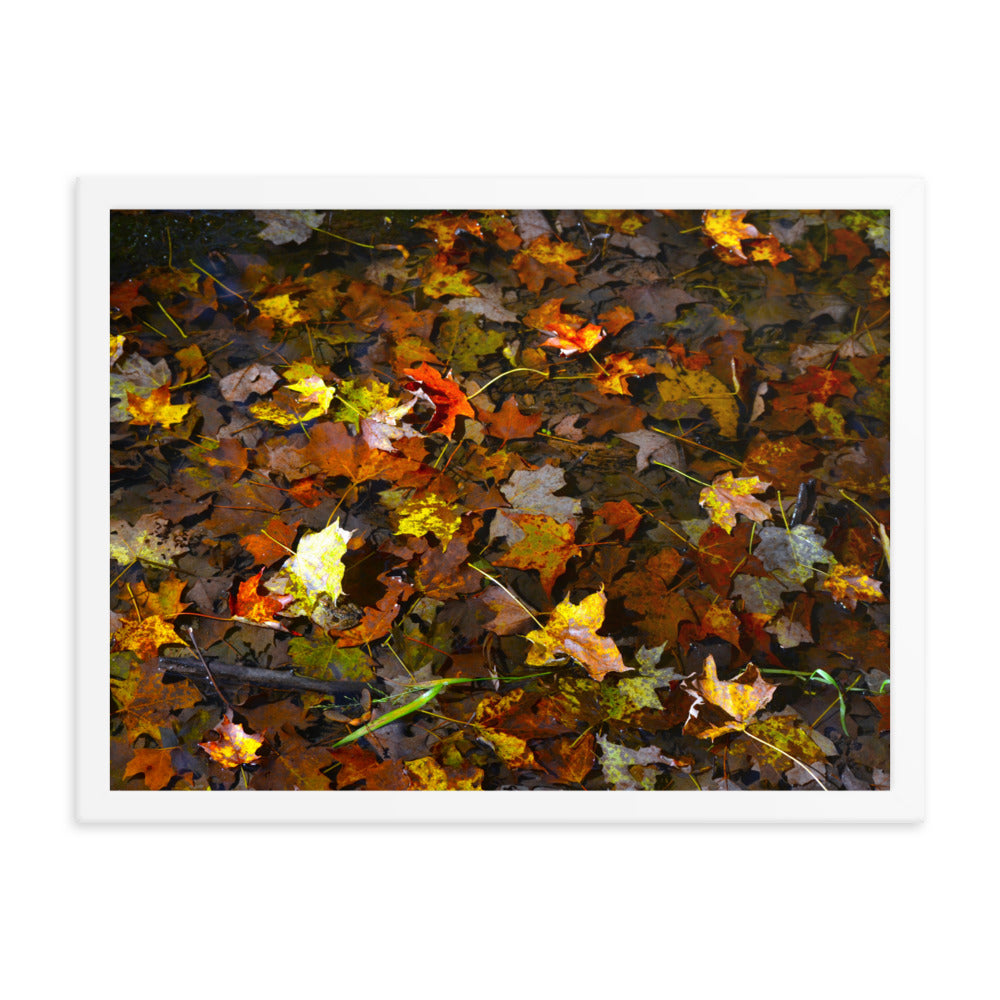 Fall Leaves 1