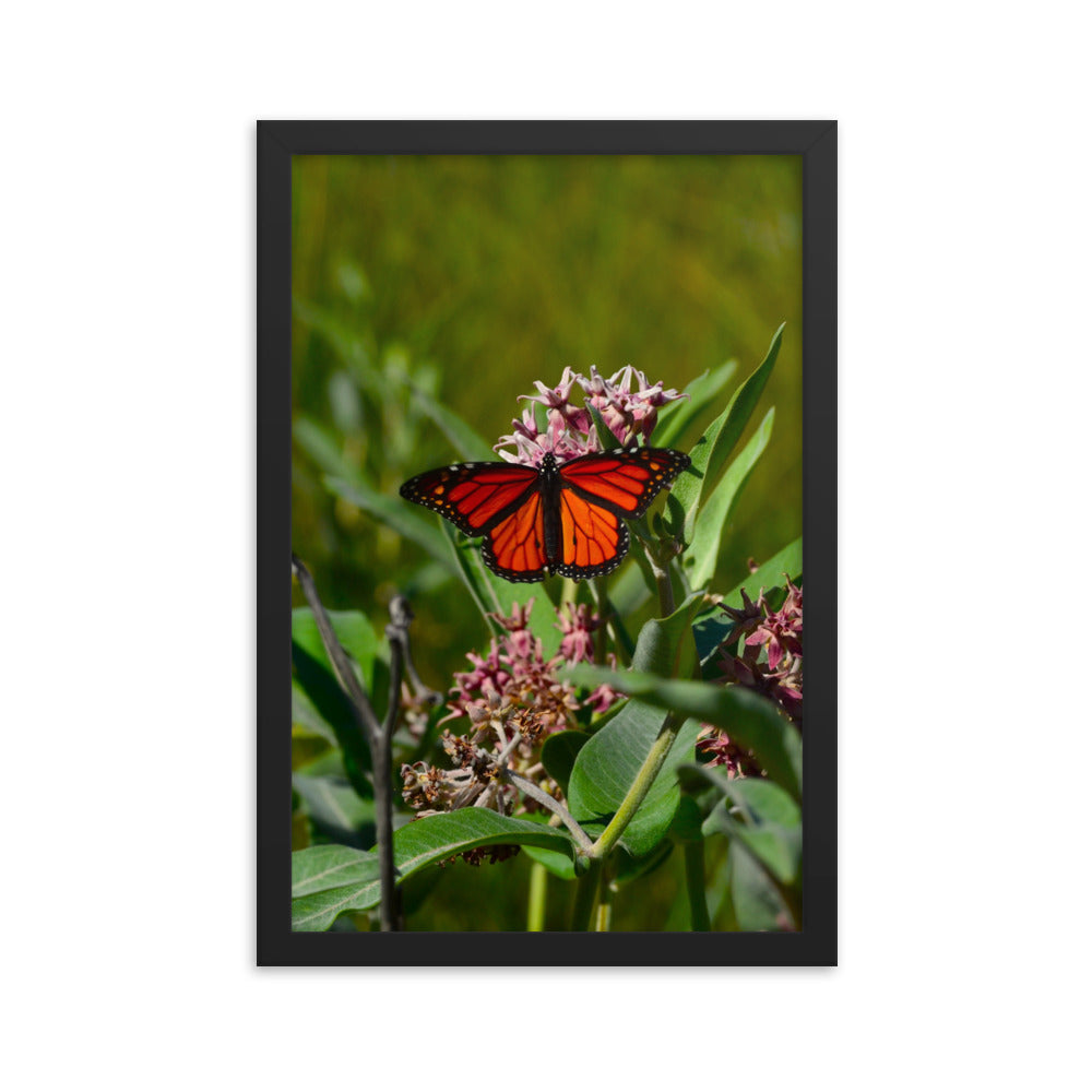 Monarch Butterfly