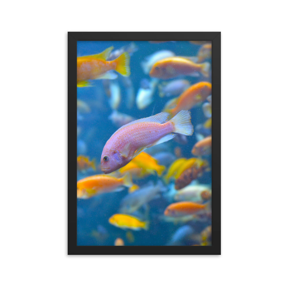 Vibrant Fish