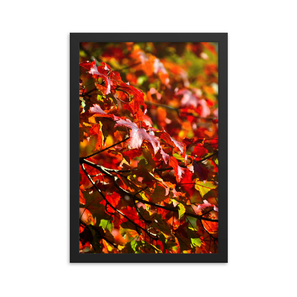 Crimson Leaves