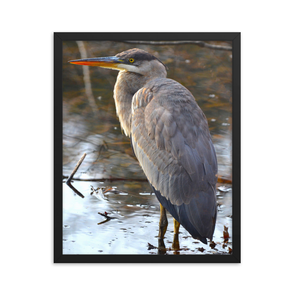 Majestic Heron