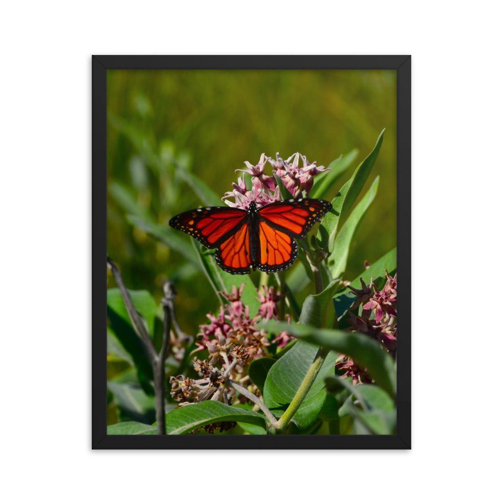 Monarch Butterfly