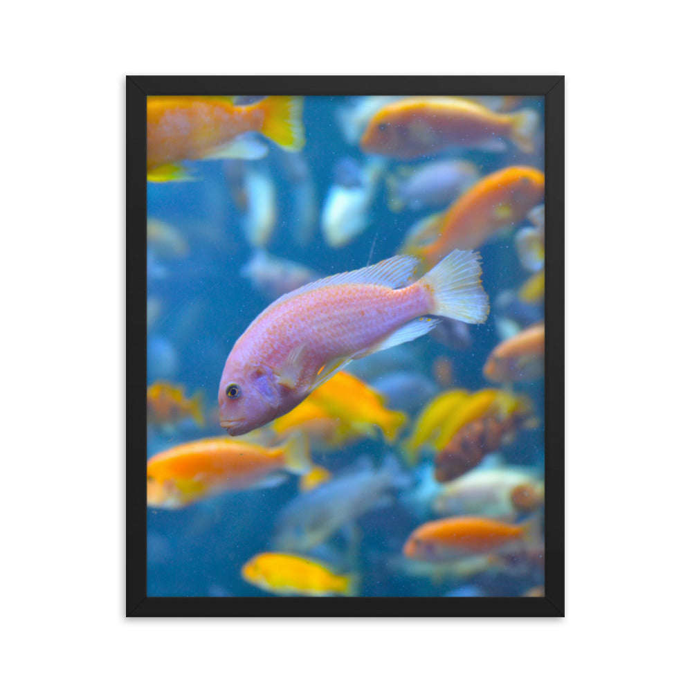 Vibrant Fish