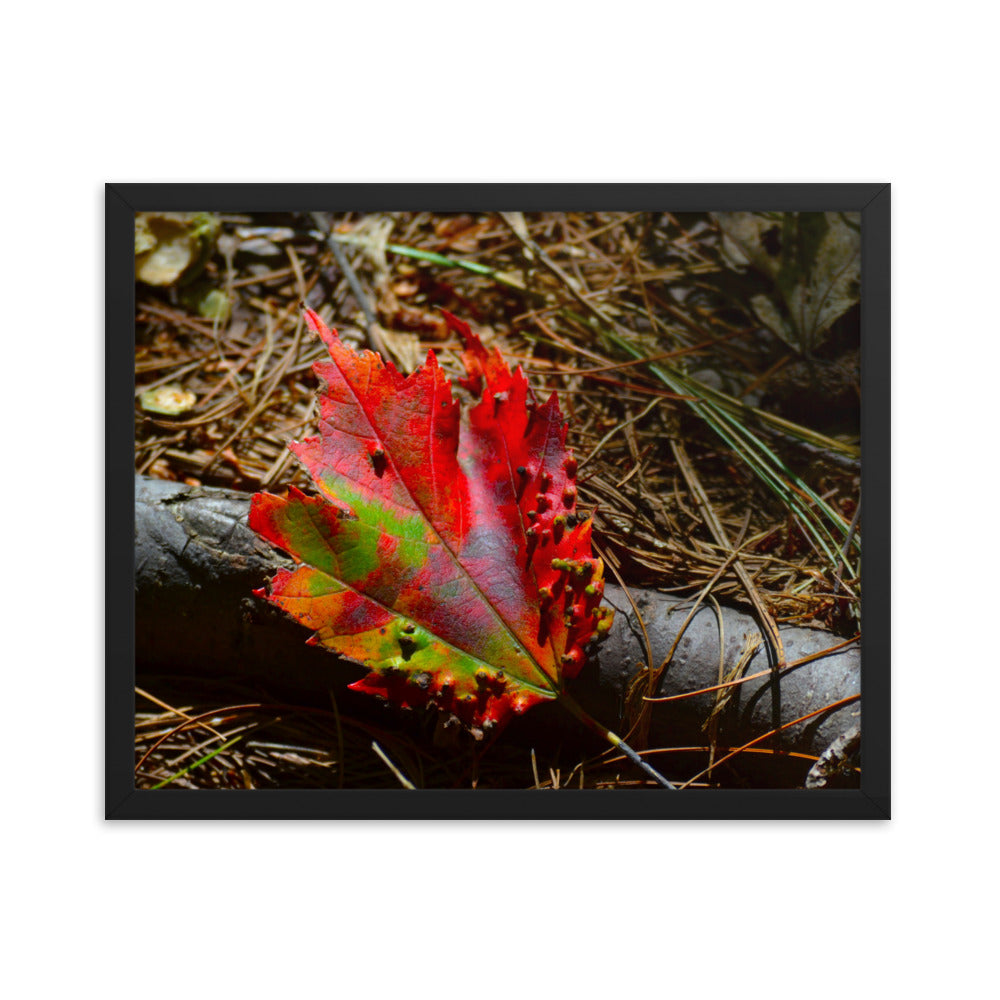 Fall Leaf