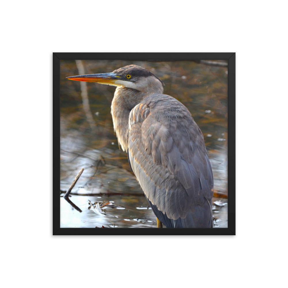 Majestic Heron