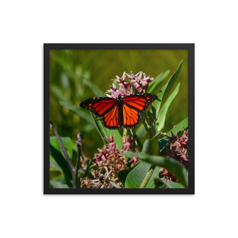 Monarch Butterfly