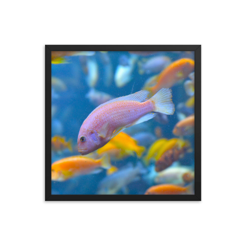 Vibrant Fish