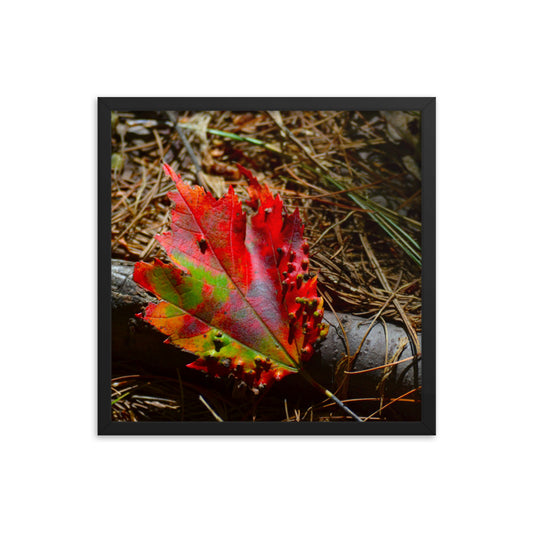 Fall Leaf