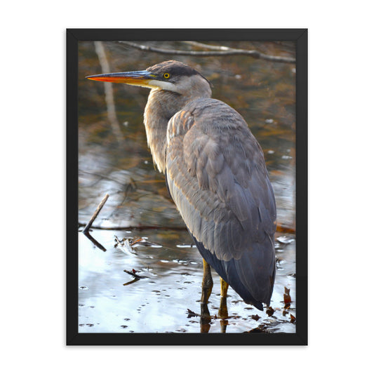 Majestic Heron