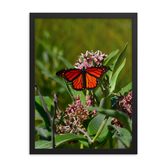 Monarch Butterfly