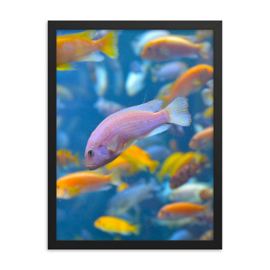 Vibrant Fish