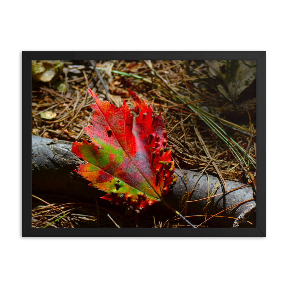 Fall Leaf