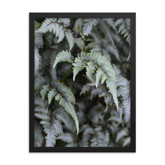 Lush Ferns