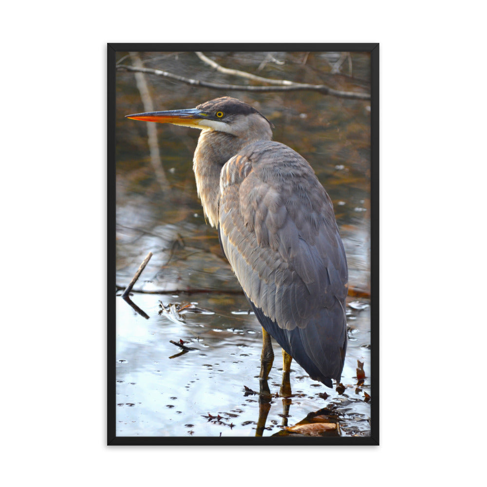 Majestic Heron