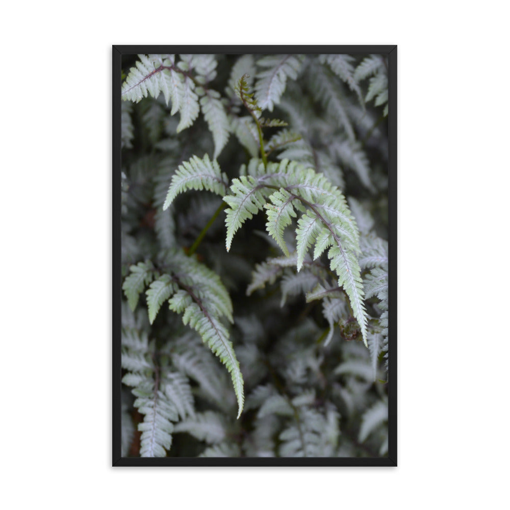 Lush Ferns