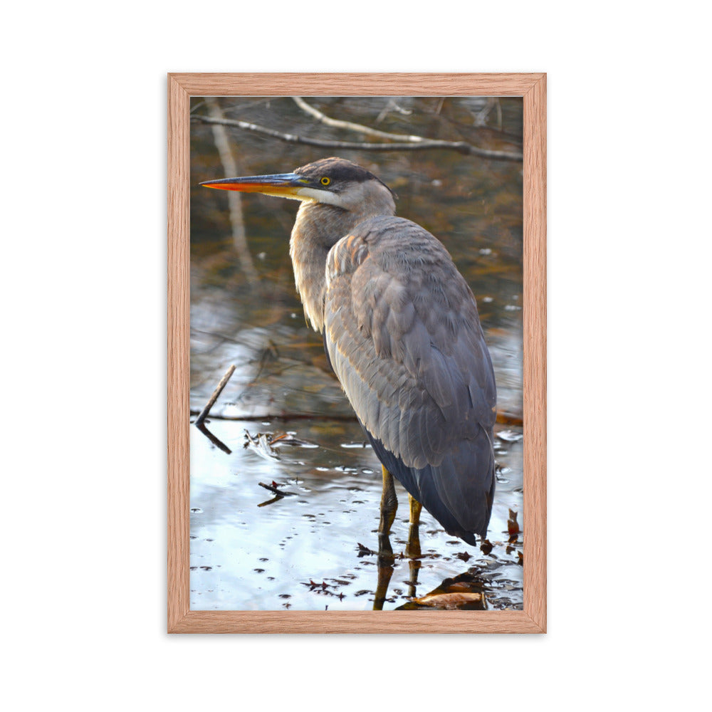 Majestic Heron