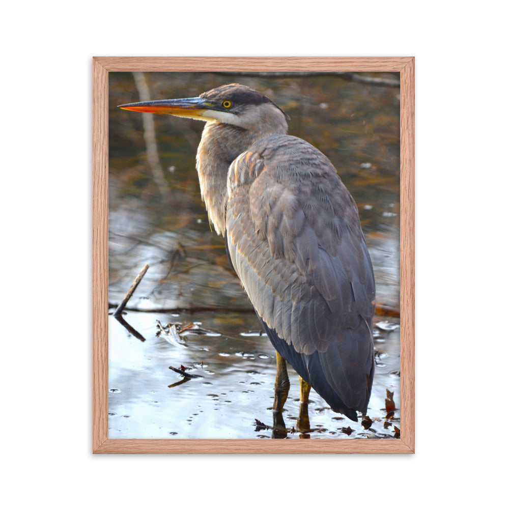 Majestic Heron