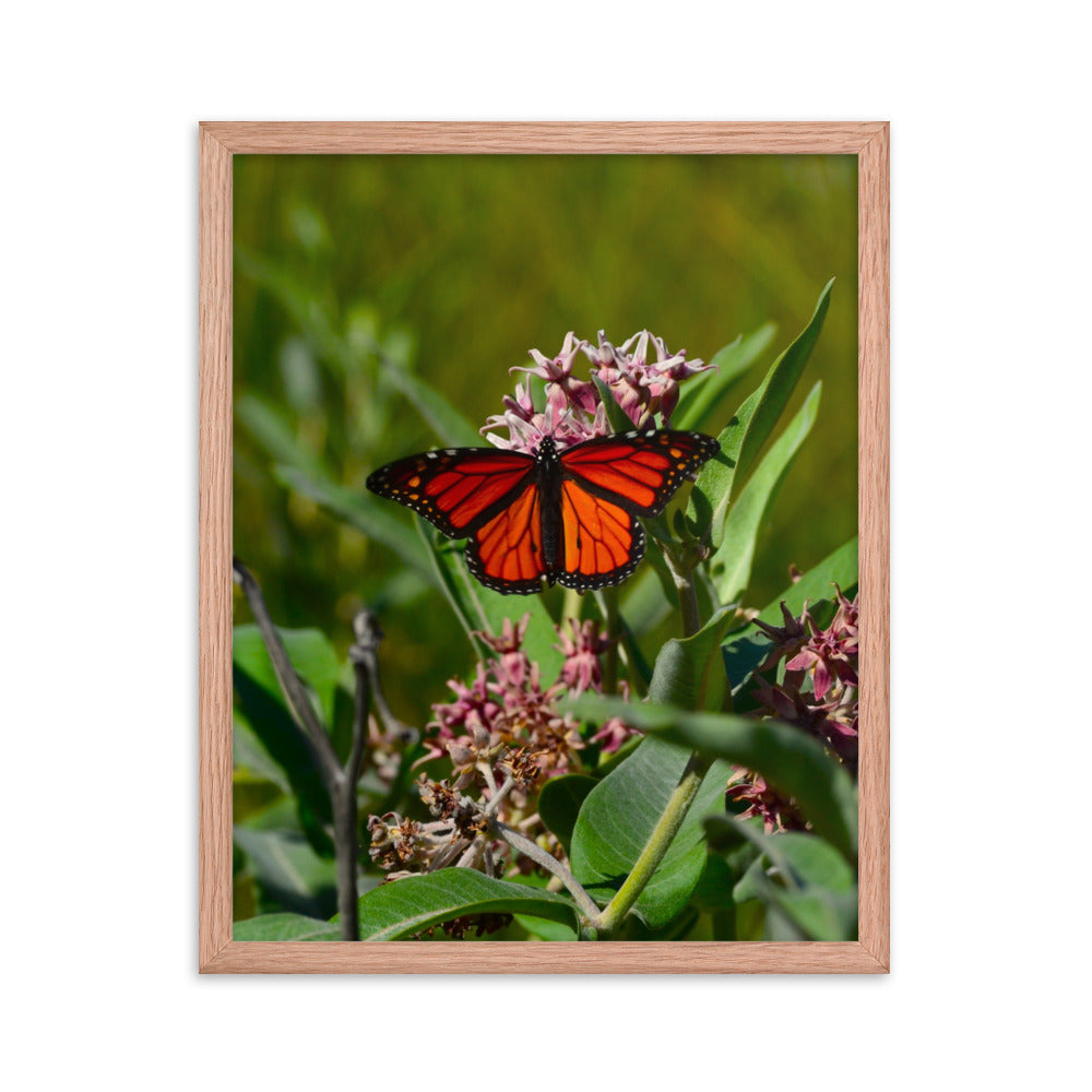 Monarch Butterfly