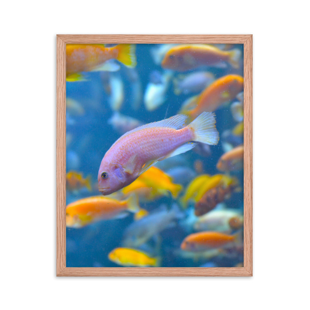 Vibrant Fish