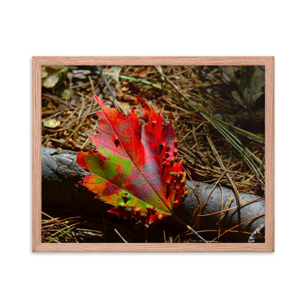 Fall Leaf