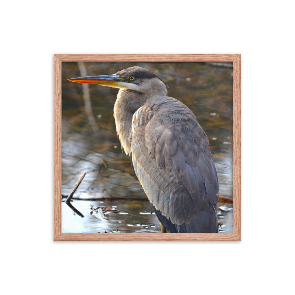 Majestic Heron