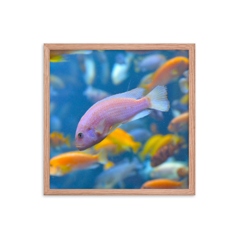 Vibrant Fish