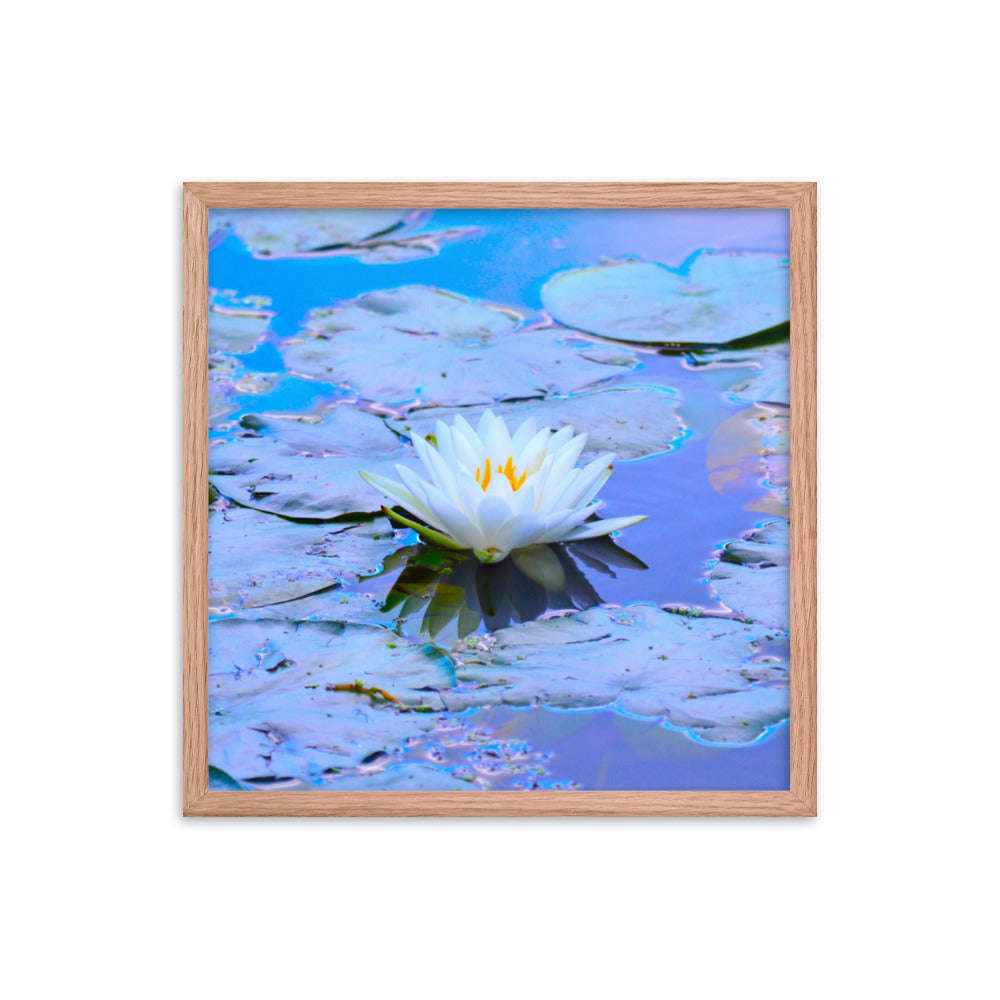 White Lotus