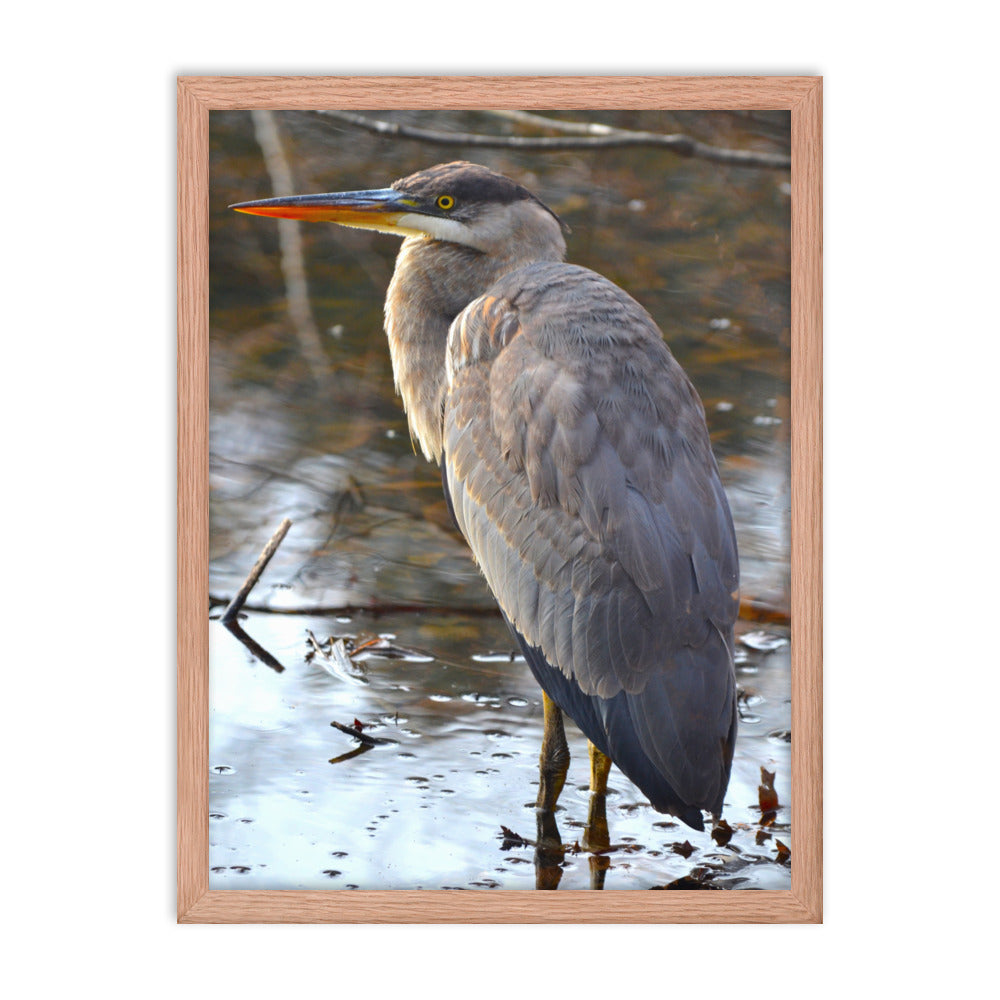 Majestic Heron