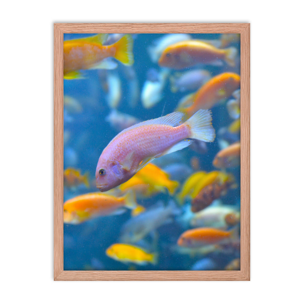 Vibrant Fish