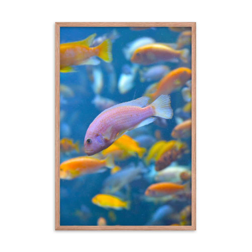 Vibrant Fish