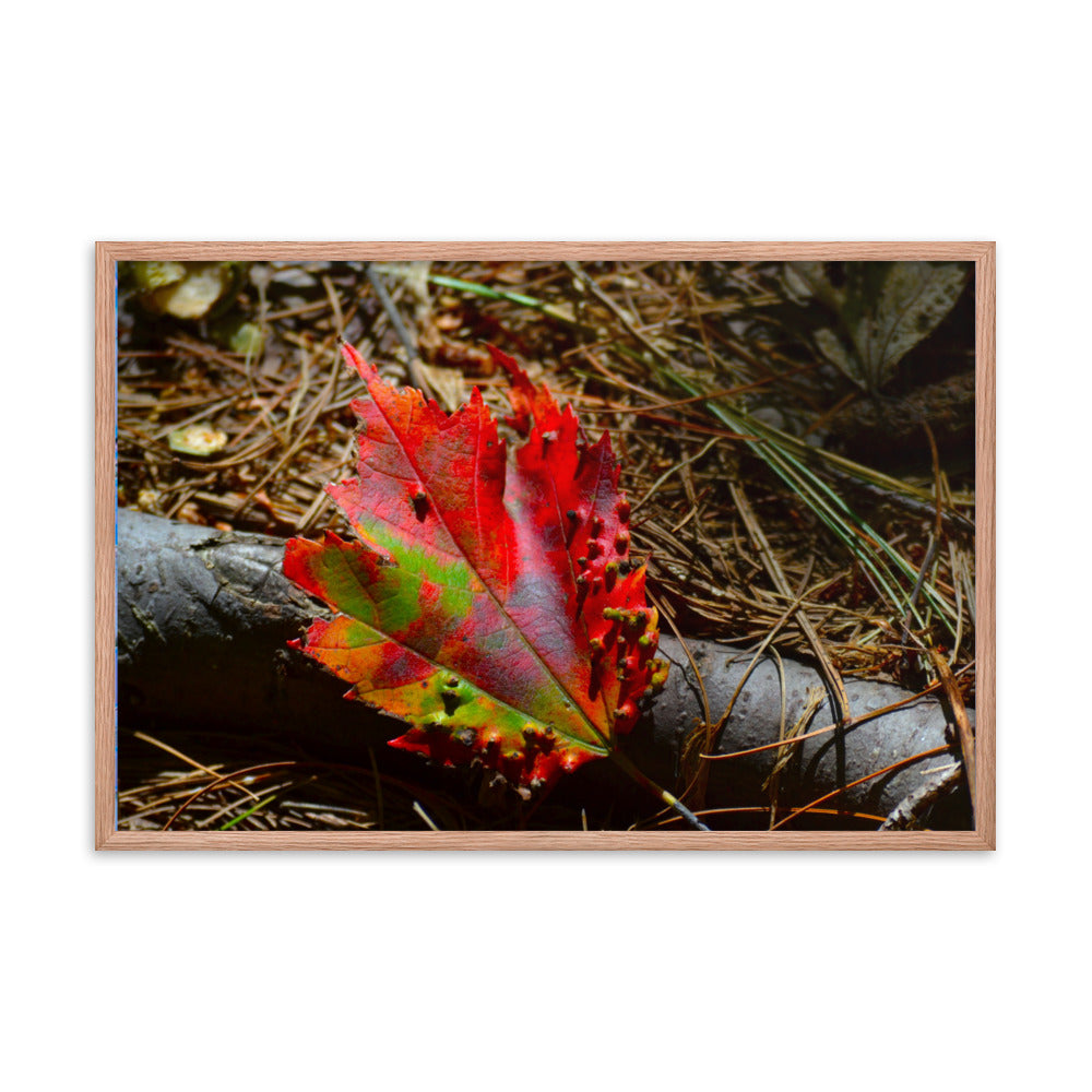 Fall Leaf