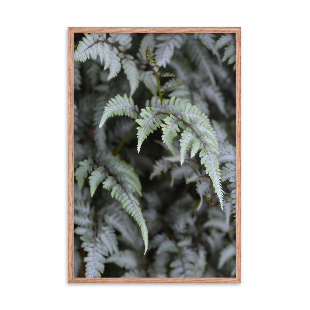 Lush Ferns