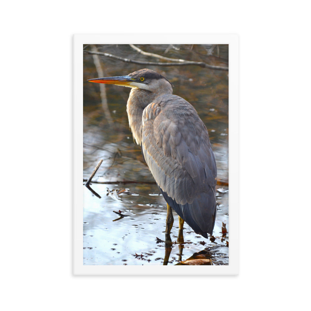 Majestic Heron