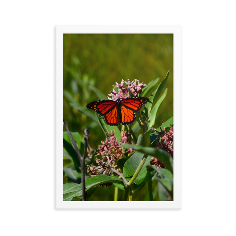 Monarch Butterfly