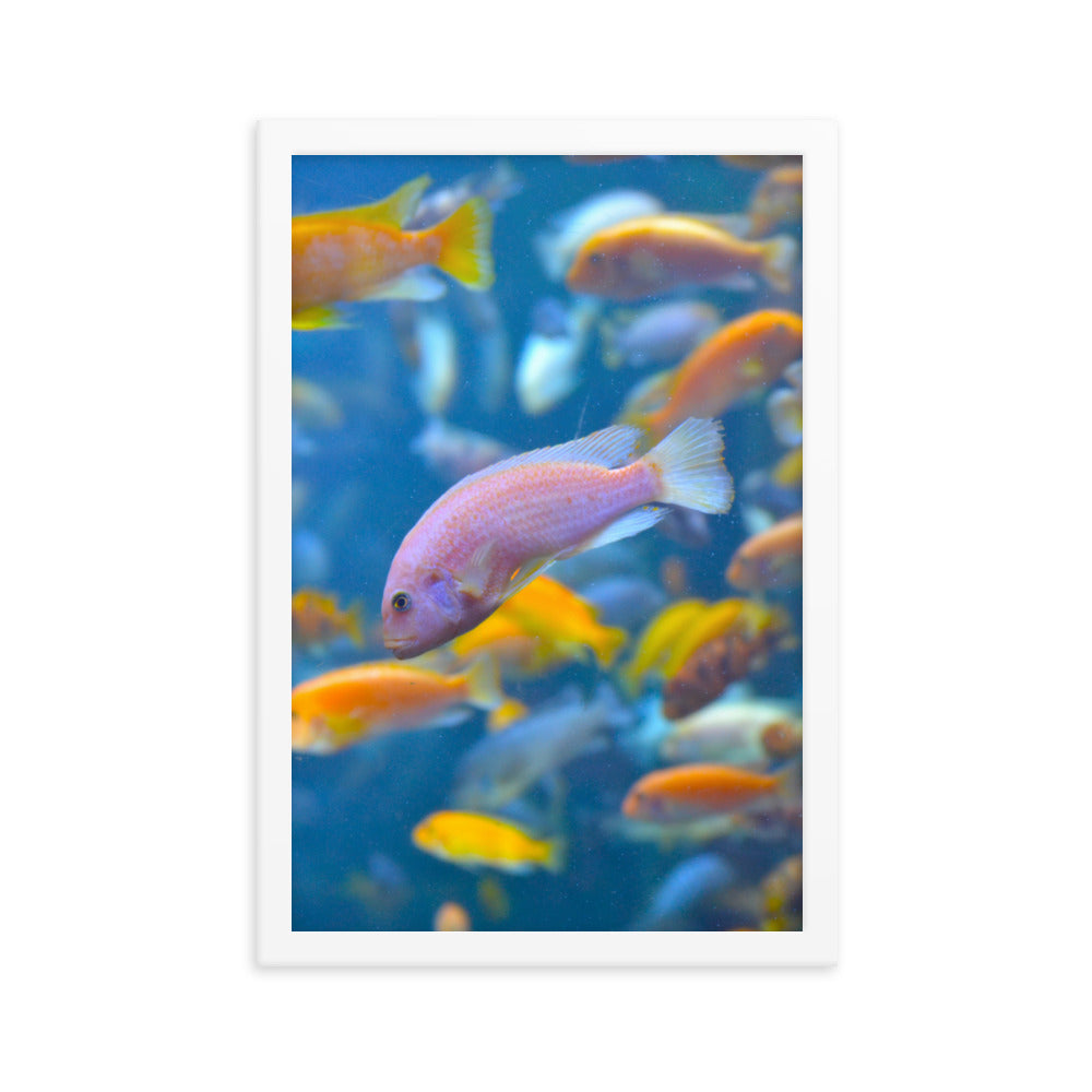 Vibrant Fish