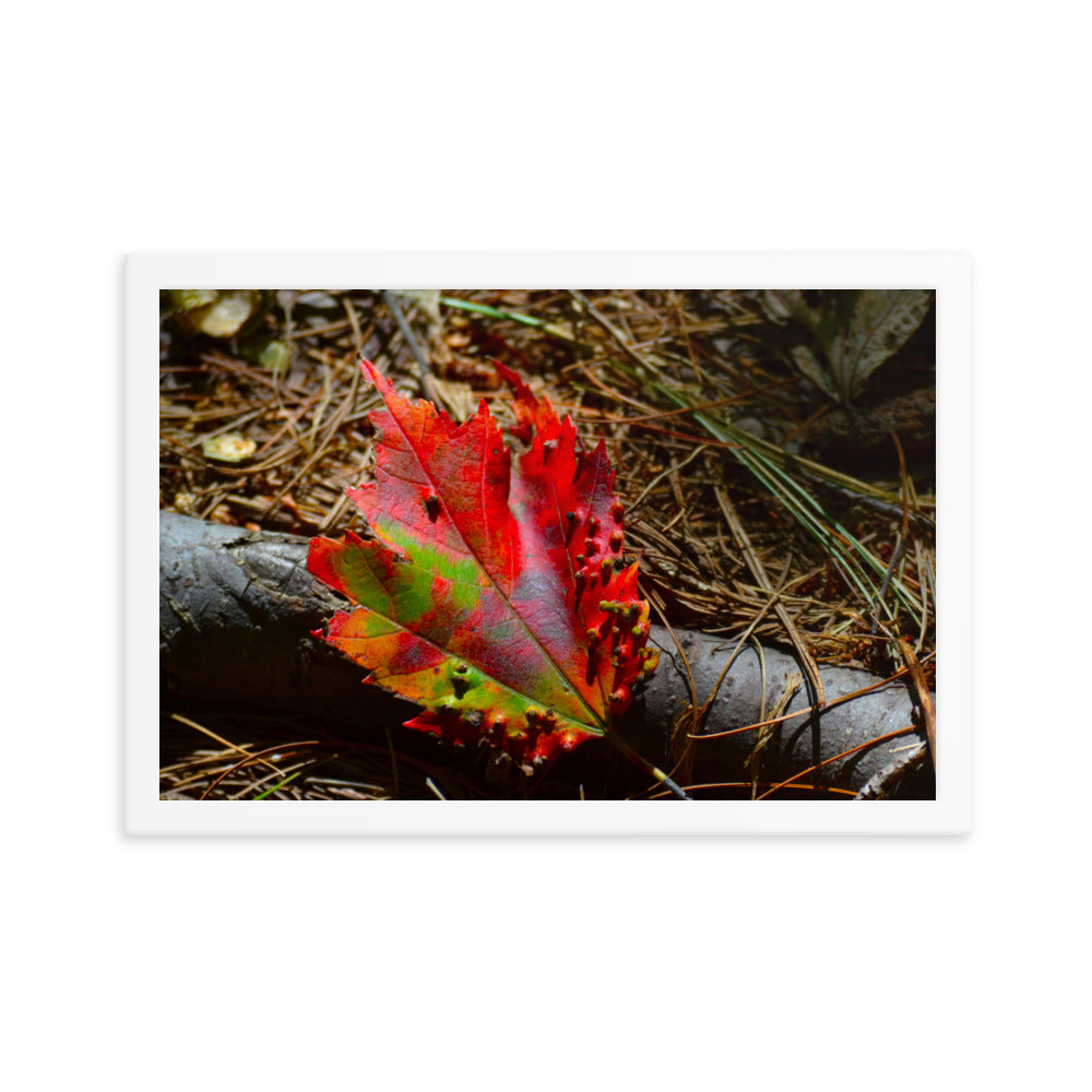 Fall Leaf